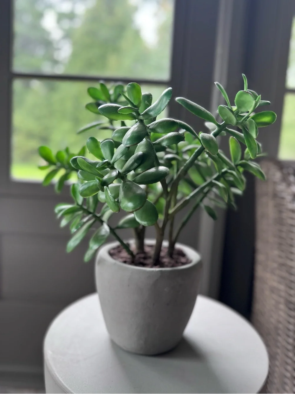 CB2 Faux Green Jade Succulent in Gray Ceramic Pot - Home Accents